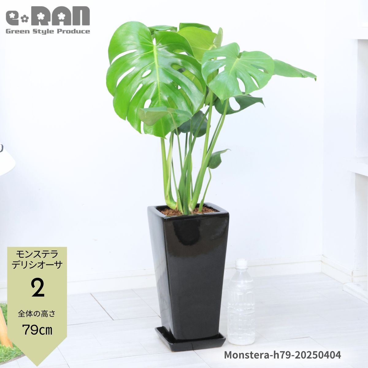 楽天市場】モンステラ(高さ(植物)71 ~ 130.9cm)の通販 楽天市場】モンステラ(高さ(植物)71 ~ 130.9cm)の通販