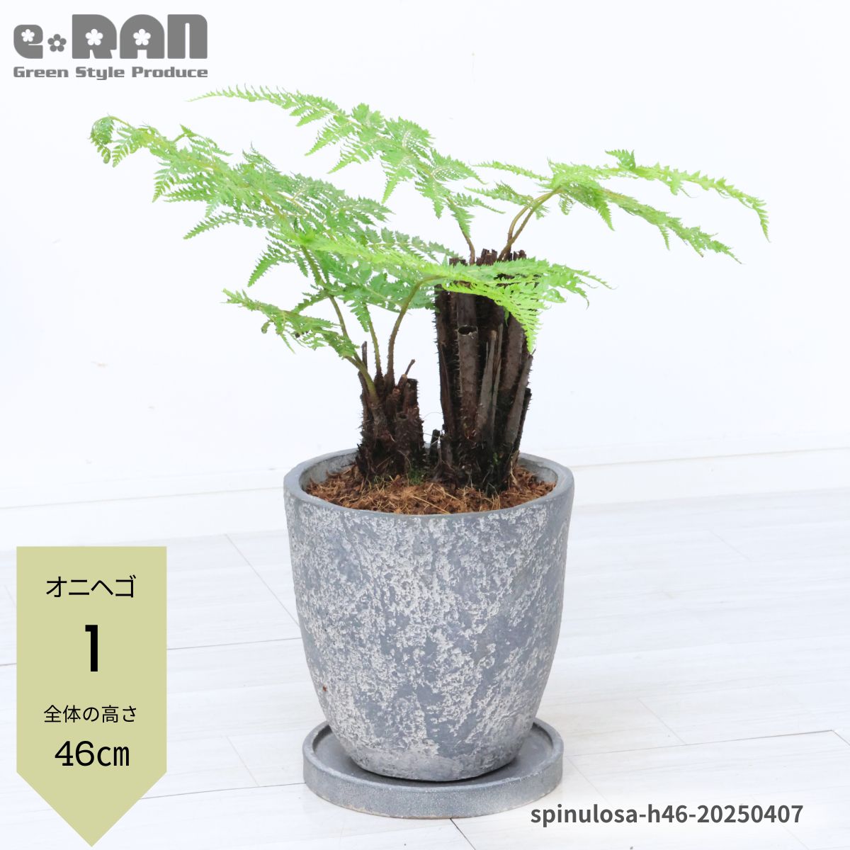楽天市場】ヤシの木 観葉植物(カラーネイビー)(花・観葉植物 楽天市場】ヤシの木 観葉植物(カラーネイビー)(花・観葉植物