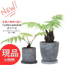 【選べる現品発送】シダ植物 オニヘゴ 希少種 セメントポット 4〜7号サイズ 高さ約25〜60cm タイワンヘゴ ギフト 観葉植物 ゼンマイ シダのある暮らし ...
