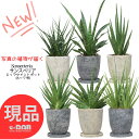 \ポイント2倍/【選べる現品発送)】 サンスベリア 高さ50~70cm前後 エッグ セメントポット 7号 品種選べる【ギガスパイキー・インド1・ゼラニカハイブリ...