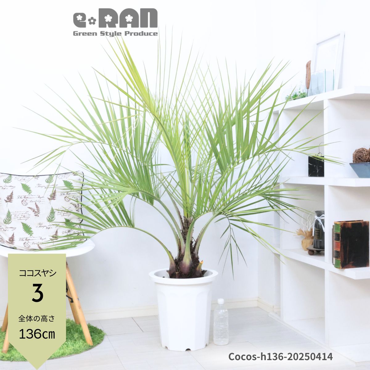 楽天市場】ココスヤシ(サイズ(植木鉢)10 ~ 12号)(観葉植物 楽天市場】ココスヤシ(サイズ(植木鉢)10 ~ 12号)(観葉植物