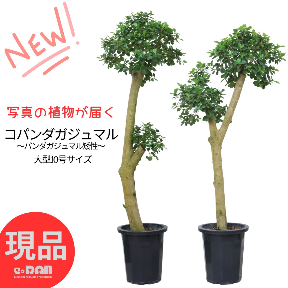 楽天市場】観葉植物 ガジュマル 10号の通販 楽天市場】観葉植物 ガジュマル 10号の通販