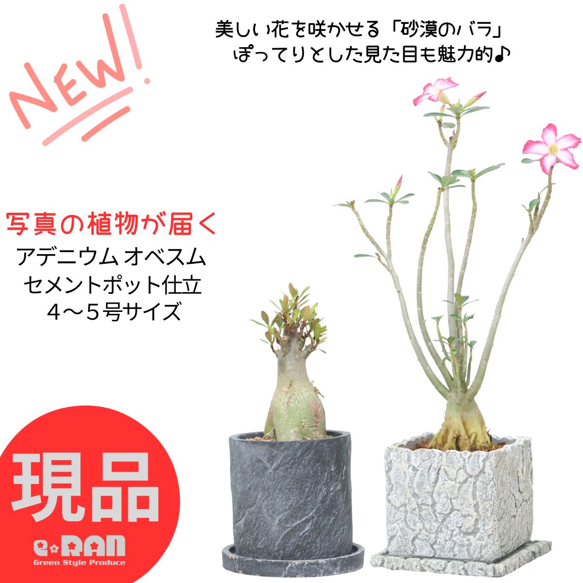 楽天市場】アデニウム 現品の通販 楽天市場】アデニウム 現品の通販