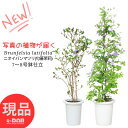 母の日 ギフト アロマ 人気 ニオイバンマツリ 7〜8号鉢 高さ約95〜120cm (匂蕃茉莉) 受皿付き 【選べる現品発送】さわやかな芳香の花 観葉植物 癒し...