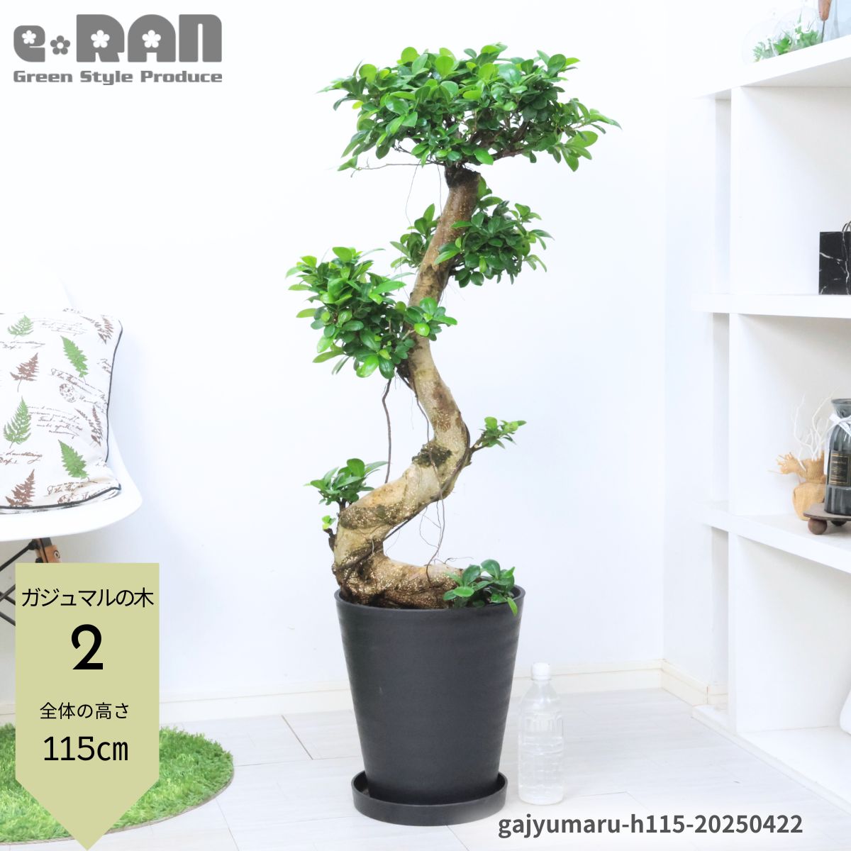 楽天市場】セット(種類(植物)ガジュマル・高さ(植物)71 楽天市場】セット(種類(植物)ガジュマル・高さ(植物)71