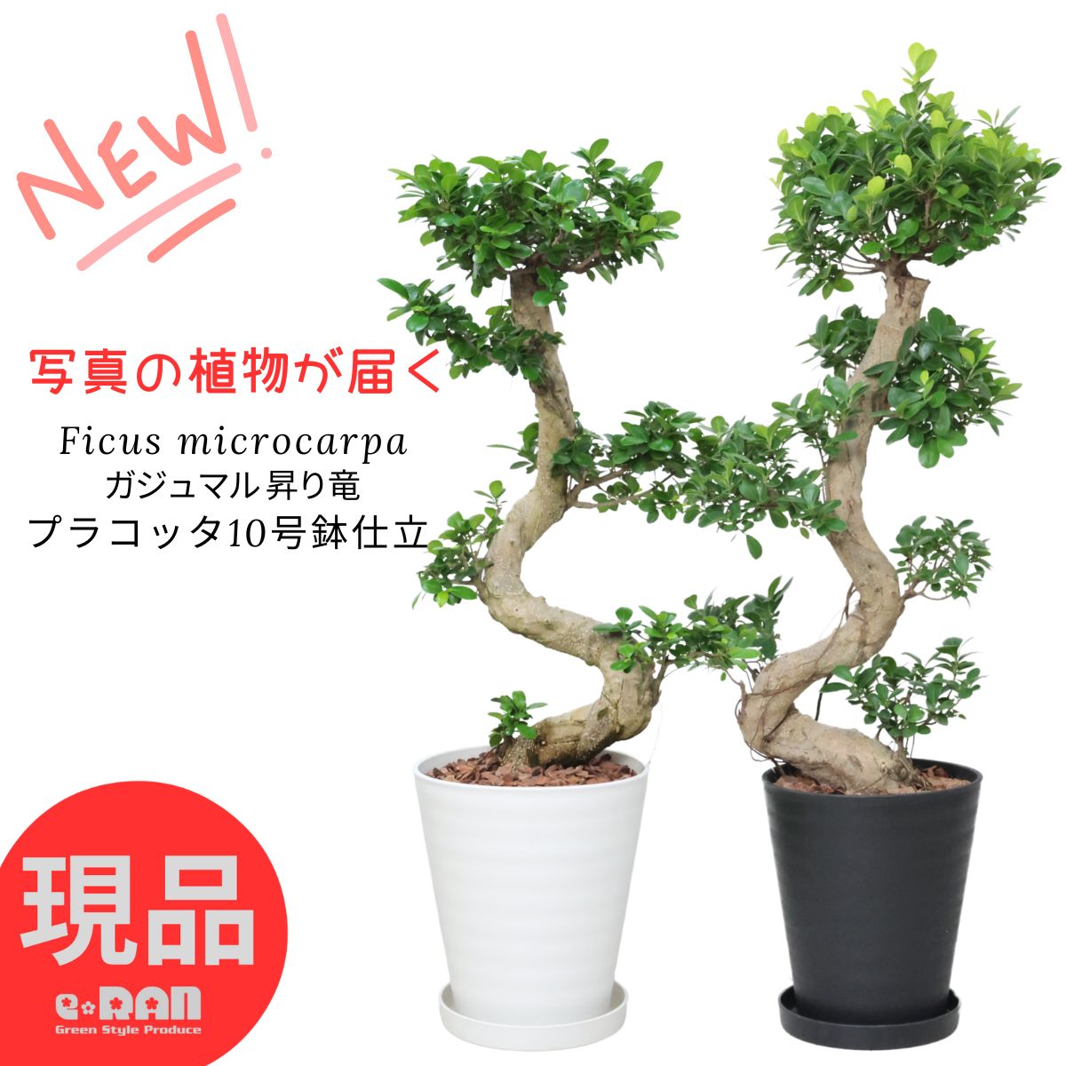楽天市場】ガジュマル(サイズ(植木鉢)10 ~ 12号)の通販 楽天市場】ガジュマル(サイズ(植木鉢)10 ~ 12号)の通販