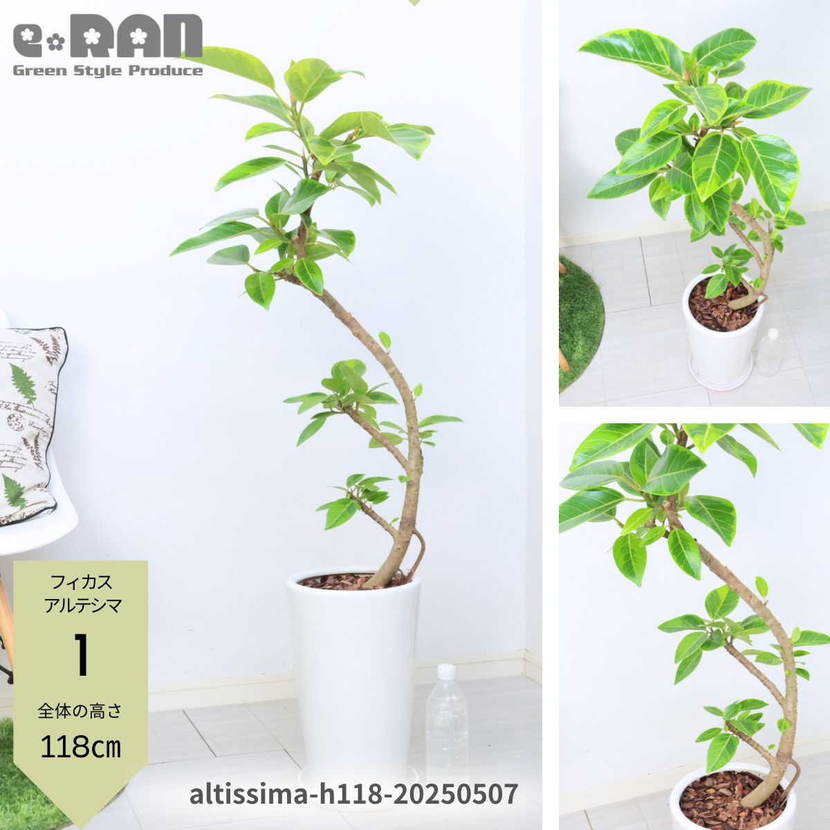 楽天市場】フィカス アルテシマ（高さ（植物）71 ～ 130.9cm）の通販