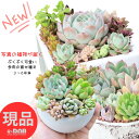 【選べる現品発送】多肉植物 寄せ植え 韓国苗あり 3〜6号 受皿付き 陶器鉢 キューブ シリンダー 脚付きボール型 セメントポット リメイク鉢 鉢底穴あり その...