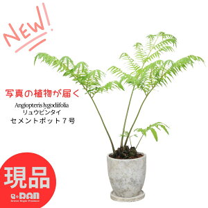 【選べる現品発送】リュウビンタイ 観音座蓮 高さ60~80cm 6号 エッグセメントポット 南国リゾート風 天然記念物 Angiopteris lygodiifolia 熱帯植物 観葉植物 シダ 塊根植物