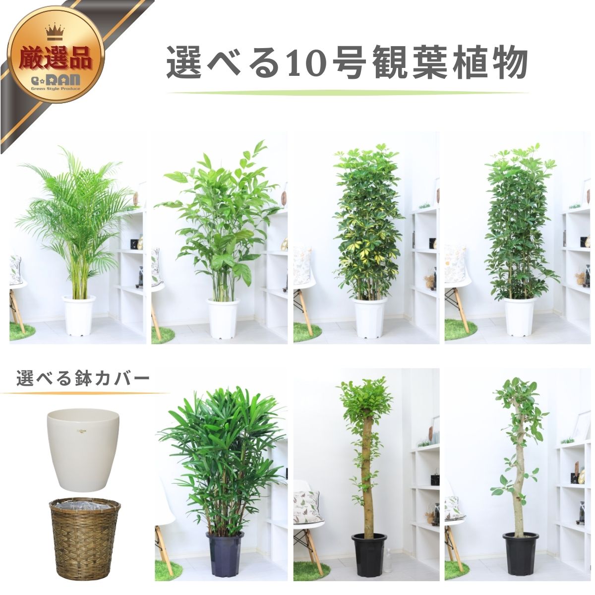 楽天市場】ガジュマル(サイズ(植木鉢)10 ~ 12号)の通販 楽天市場】ガジュマル(サイズ(植木鉢)10 ~ 12号)の通販