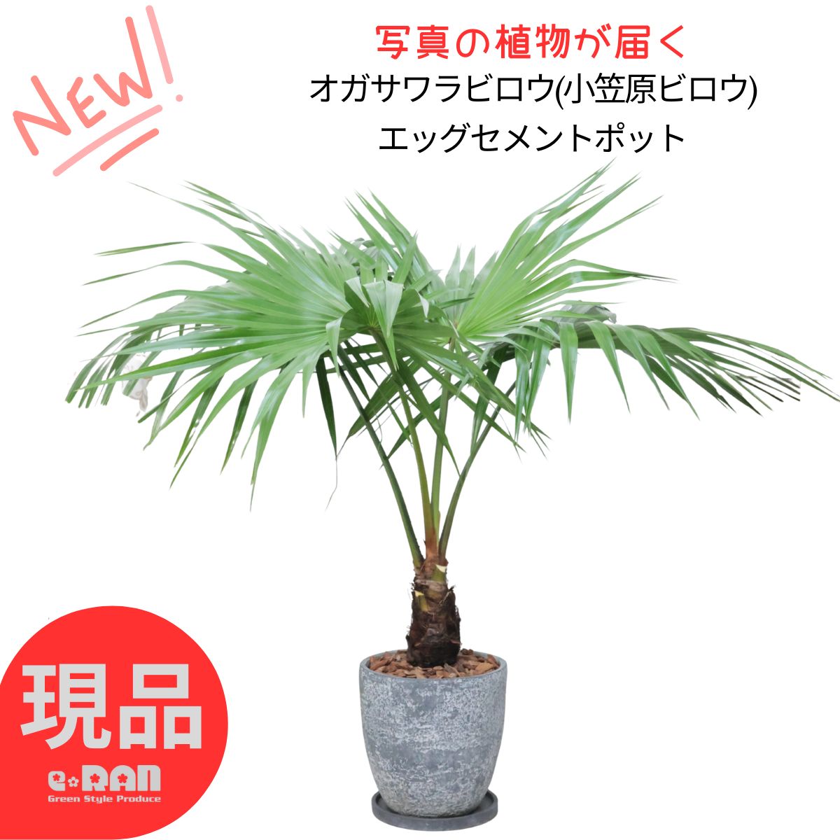 【選べる現品発送】 観葉植物 希少 オガサワラビロウ(小笠原ビロウ) 8号サイズ 高さ約100~125cm セメントポット ヤシの木 枇榔 檳榔 小笠原 小笠原蒲葵 シュロ トゲ無し 小笠原固有種 南国 Livistona chinensis var. boninensis 庭木