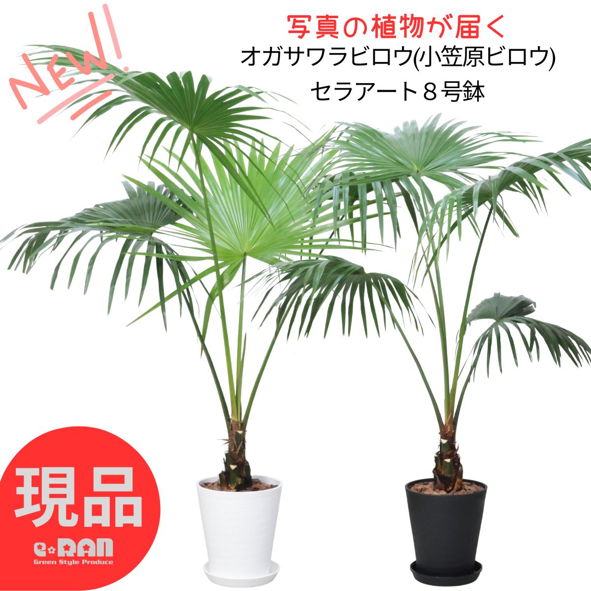 【選べる現品発送】 観葉植物 希少 オガサワラビロウ(小笠原ビロウ) 8号鉢 高さ約120~145cm セラアート鉢 白 黒 ヤシの木 枇榔 檳榔 小笠原 小笠原蒲葵 シュロ トゲ無し 小笠原固有種 南国 Livistona chinensis var. boninensis 庭木