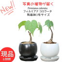 【選べる現品発送】塊根植物 フィルミアナ コロラータ 高さ約20〜25cm 陶器鉢 白 黒 3号サイズ 希少 超レア 南アジア産のコーデックス Firmiana...