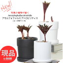 【選べる現品発送】 塊根植物 希少 アモルフォファルス アトロビリティス 高さ約20〜50cm 3〜4号サイズ 陶器鉢 テラコッタ鉢 Amorphophallu...