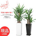 【選べる現品発送】 ユッカ エレファンティペス(青年の木)高さ約100〜140cm 陶器鉢 7〜8号サイズ 白 黒 Yucca elephantipes リュウ...