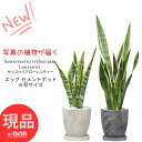 【選べる現品発送】サンスベリア ローレンティー 3〜4株仕立6号サイズ 高さ50〜70cm前後 エッグ セメントポット ツツチトセラン 空気清浄化機能の高い 開...