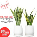 【選べる現品発送】サンスベリア 5号サイズ 高さ40〜50cm前後 エッグホワイト陶器鉢 選べる品種【ローレンティー・ゴールドフレーム・ゼラニカ】ツツチトセラン...
