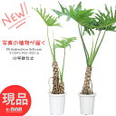 【選べる現品発送】フィロデンドロン セローム 10号鉢 高さ160〜180cm 格好良い 幹上
