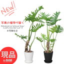 【選べる現品発送】格好良い 幹上がり セローム ホープ 8号鉢 高さ120~150cm フィロデンドロン 観葉植物 大型 ヒトデカズラ おしゃれ 乾燥に強い 耐寒性 耐陰性 愛の木 セロウム 海星葛 サトイモ科