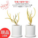 【選べる現品発送】珍奇種 サボテン 斑入り アストロフィツム カプトメデューサエ 錦 高さ約20~30cm 3号サイズ 陶器鉢 白 Astrophytum'Caput Medusae' テーブルグリーン 小鉢 ビザールプランツ メデューサ リッテロケレウス 朝霧閣 多肉植物 観葉植物 メデューサの頭