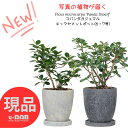 【選べる現品発送】コパンダ ガジュマル エッグセメントポット 6・7号サイズ 高さ約30~55cm レア 希少種 フィカス ギフト パンダ 観葉植物 ガジュマル ドワーフ 矮性 がじゅまる 多幸の木 精霊 自然樹形 マルバガジュマル 風水 キムジナー