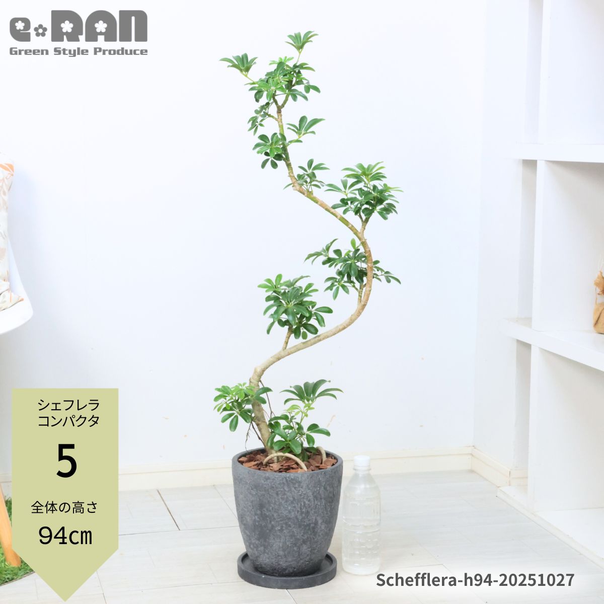 美的♡シェフレラ・カポック オフホワイト受け皿付き7号7寸鉢 匿名配送！送料込み Amazon.co.jp: 観葉植物 シェフレラ ホンコンカポック 7号 1鉢