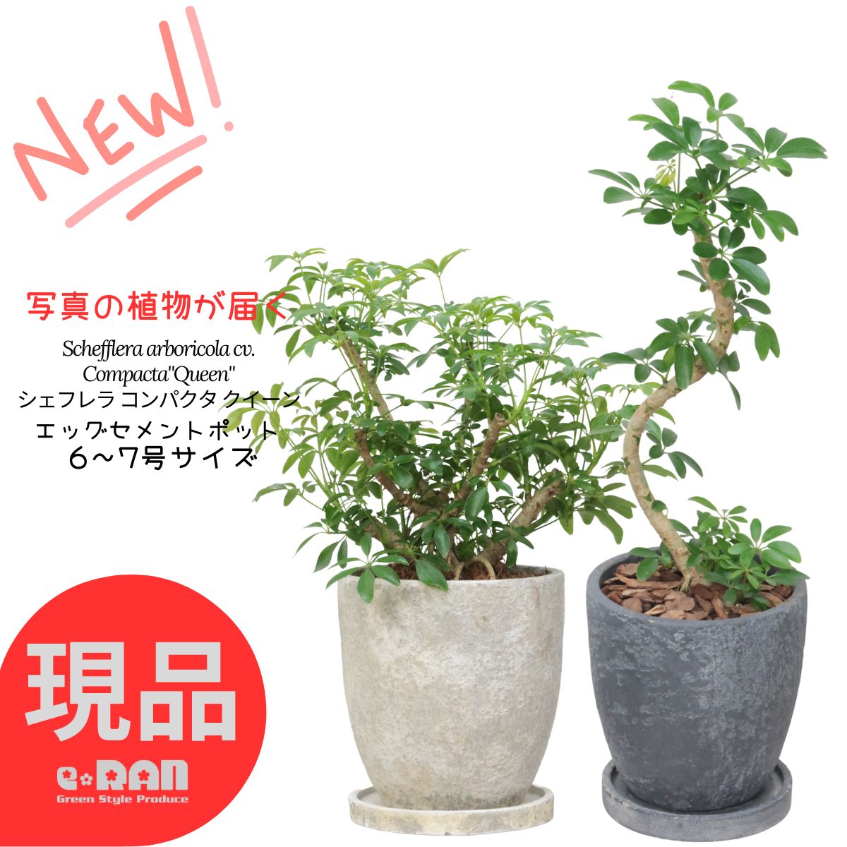 【選べる現品発送】観葉植物 シェフレラ コンパクタ クイーン 6〜7号サイズ 高さ約35〜70cm エッグセメ..
