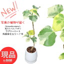 【選べる現品発送】観葉植物 斑入り ハスノハギリ ラブリーハート 陶器鉢 5〜7号サイズ 高さ約70〜100cm 花 ガーデン DIY 曲がり 希少種 レア 新...