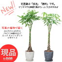 【選べる現品発送】そのまま飾れる パキラ 5本編み仕立 高さ約125~135cm 8号サイズ エッグセメントポット 管理説明書 受皿付き 肥料プレゼント 観葉植物 人気 定番 ぱきら 5本編み 中型 おすすめ 育て易い 初心者 送料無料 おしゃれなプラ鉢 Pachira