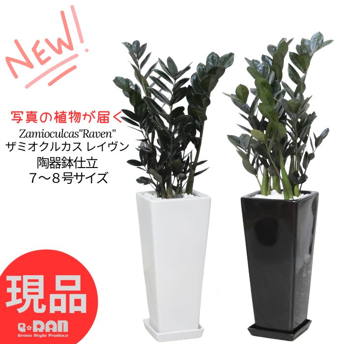 【選べる現品発送】観葉植物 ザミオクルカス レイヴン 高さ約80〜100cm 陶器鉢 白 黒 7〜8号鉢 丸 角 金銭樹 レイブン 肉厚な葉 耐陰性 サトイモ科 ザミオクルカス属 半日蔭 多肉植物 ミニ 金運アップ 育てやすい植物 厳選