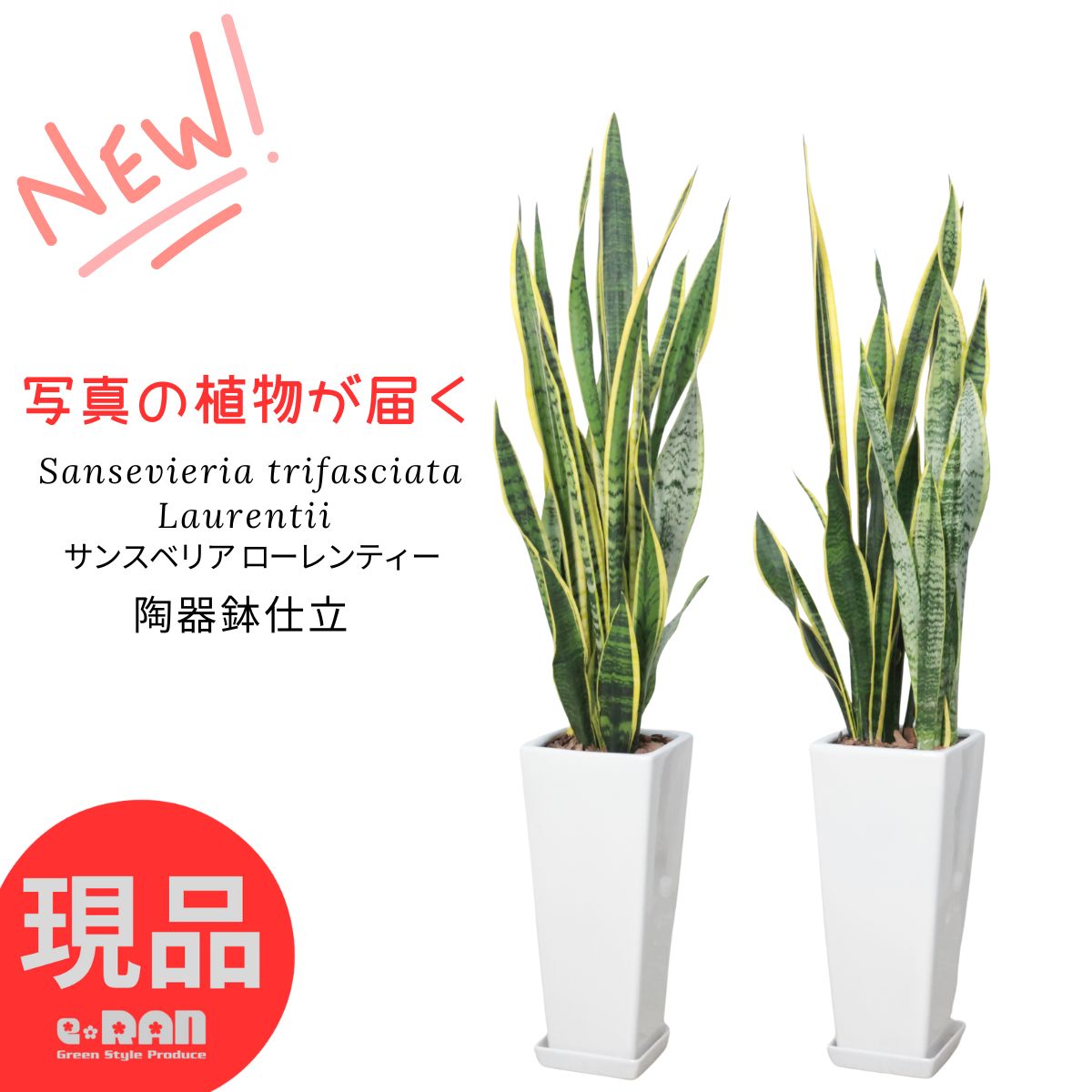 【選べる現品発送】サンスベリア ローレンティー 高さ約100〜120cm 陶器鉢 7号サイズ 観葉植物 鉢 スクエア ツツチトセラン 空気清浄化機能の高い シンボルツリー 開店祝い 開業祝い 新築祝い 厳選