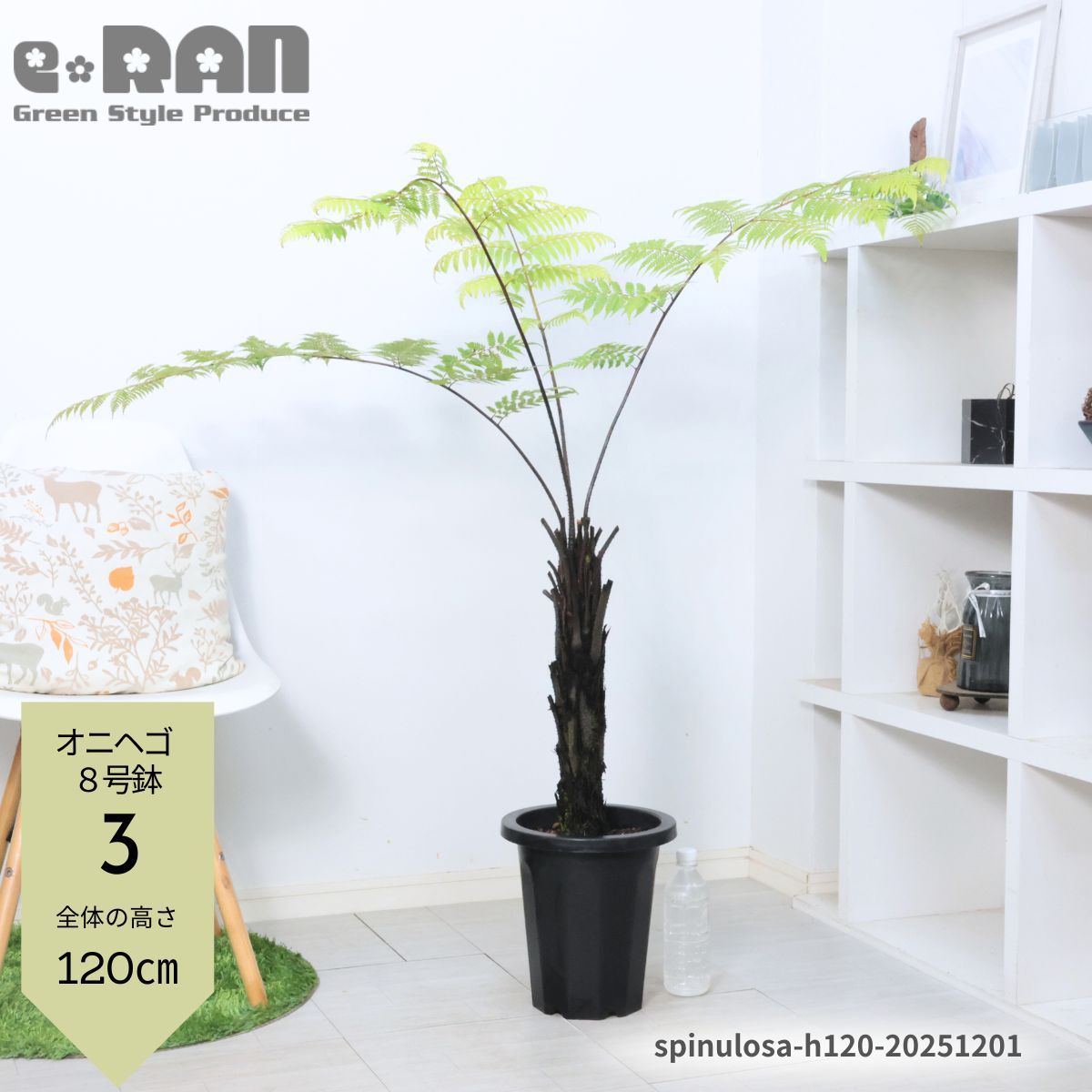 ジャボチカバ☆7号鉢☆約170センチくらい☆ ジャボチカバ☆7号鉢☆約170センチくらい☆ ジャボチカバ☆7号鉢☆約