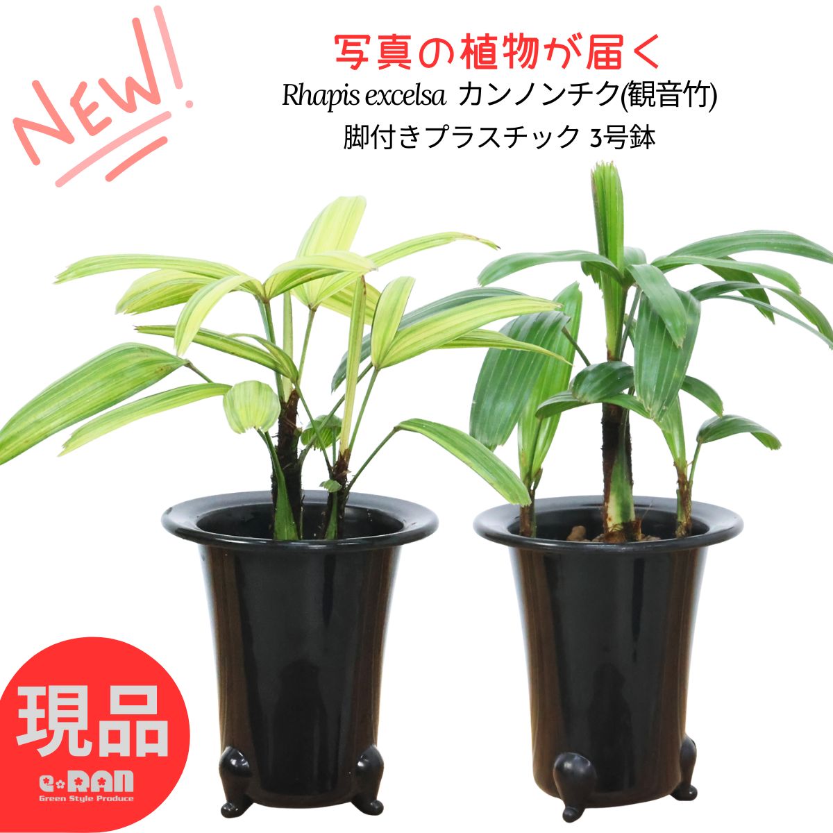 ＼父の日ギフト／【選べる現品発送】 カンノンチク(観音竹) 3号鉢 高さ約15~25cm 選べる品種【達磨 / 綾錦】蘭鉢 管理説明書 観葉植物 縁起物 福を呼ぶ縁起物 風水 空気清浄 古典園芸植物 同属はシュロチク 棕櫚竹 リュウキュウシュロチク かんのんちく 緑の宝石