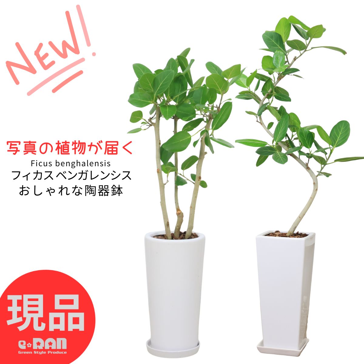ゴムの木 フィカス ベンガレンシス 7号サイズ 【選べる現品発送】陶器鉢 白 高さ約70～120cm 観葉植物 大型 人気 曲がり樹形 自然樹形 おしゃれ ボダイジュ ベンガルゴム 菩提樹 ゴムノキ 植物 鉢植え 鉢 ホワイト 角 スクエア