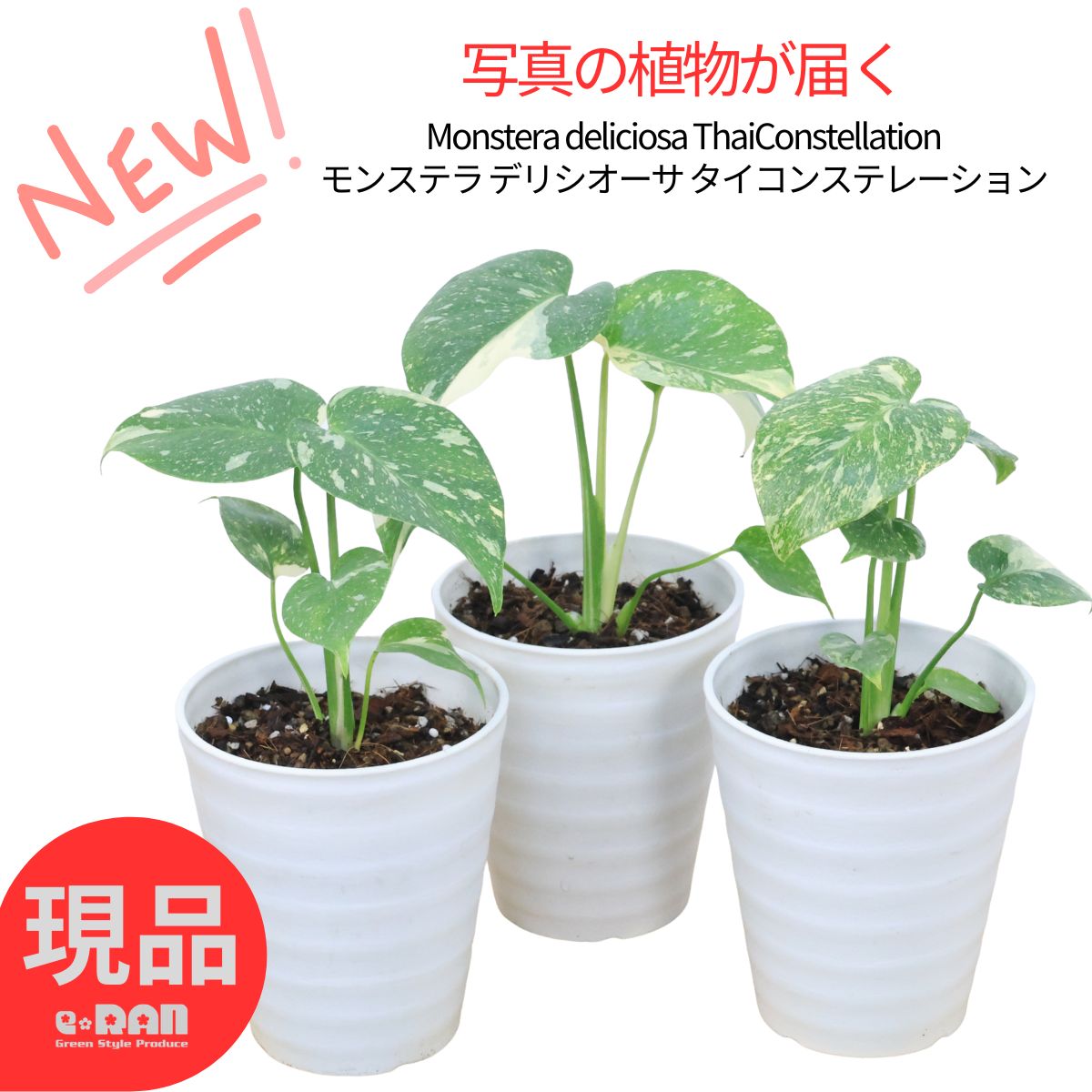 ＼父の日ギフト／斑入り モンステラ デリシオーサ タイコンステレーション 4号鉢【選べる現品発送】 高さ約20〜30cm前後 プラコッタ 観葉植物 希少種 管理説明書 受皿付き 肥料小袋プレゼント鳳来蕉 散斑 チリフモンステラ 厳選