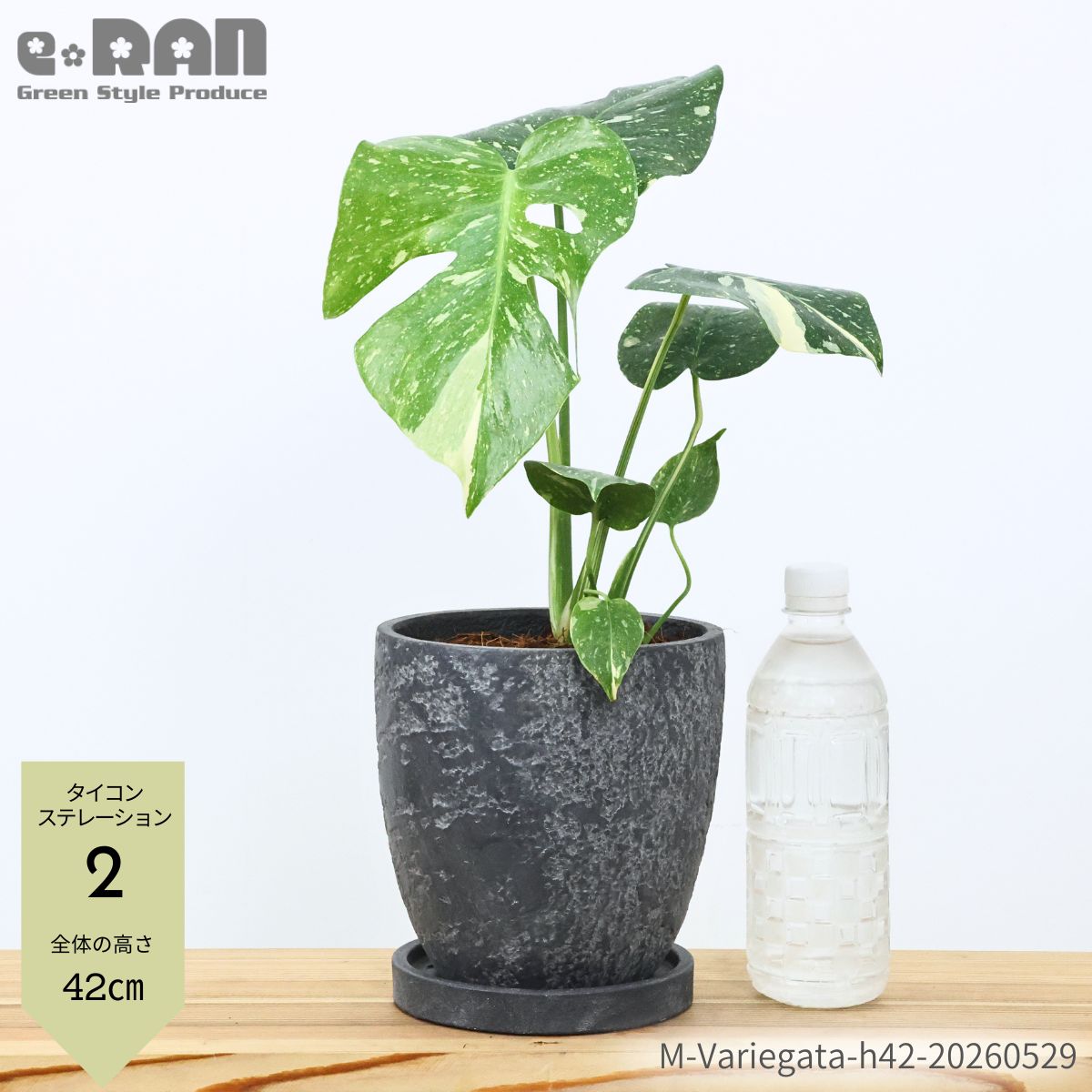 楽天市場】斑入り モンステラ（サイズ（植木鉢）4 ～ 6号）（観葉植物