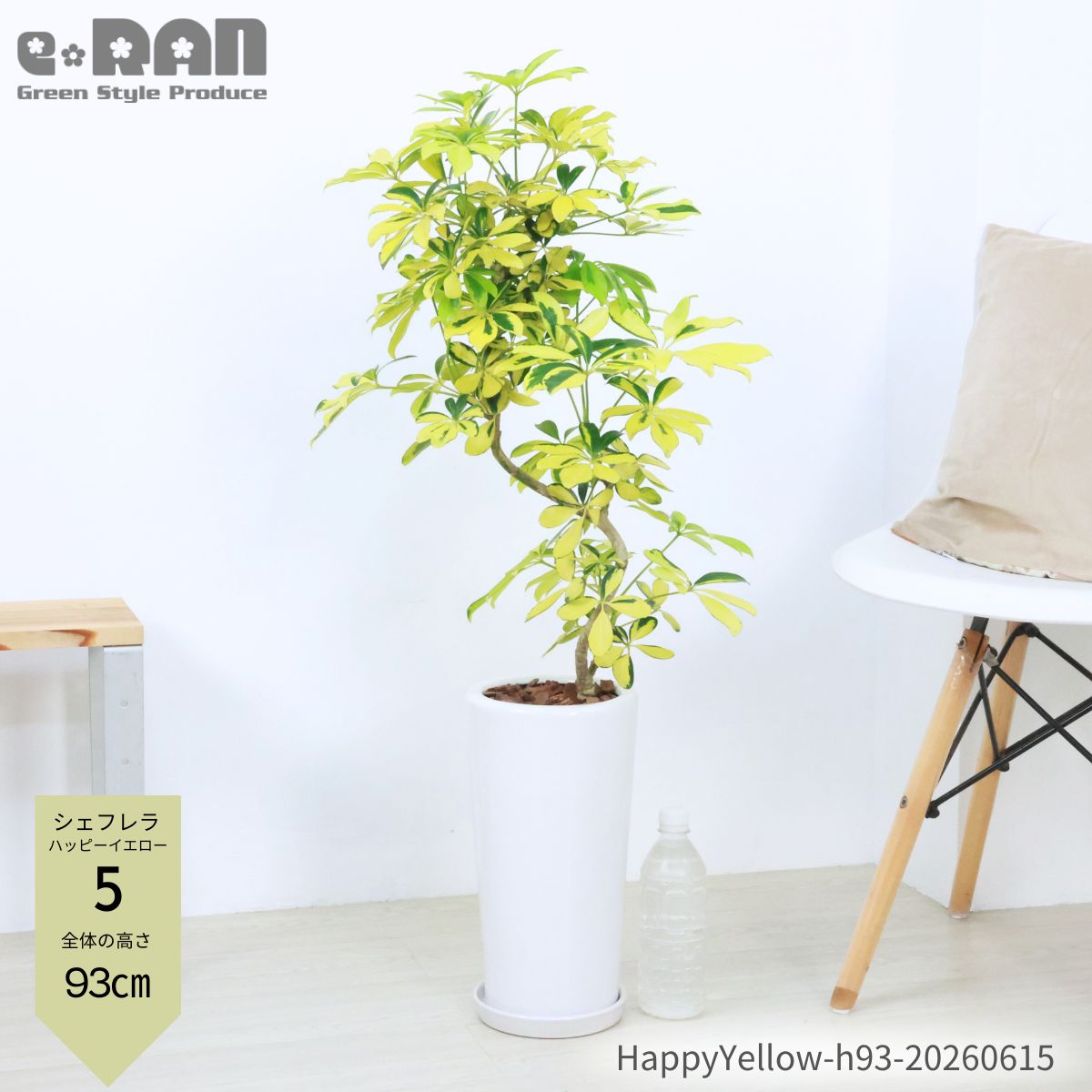 楽天市場】観葉植物 シェフレラ ハッピーイエローの通販