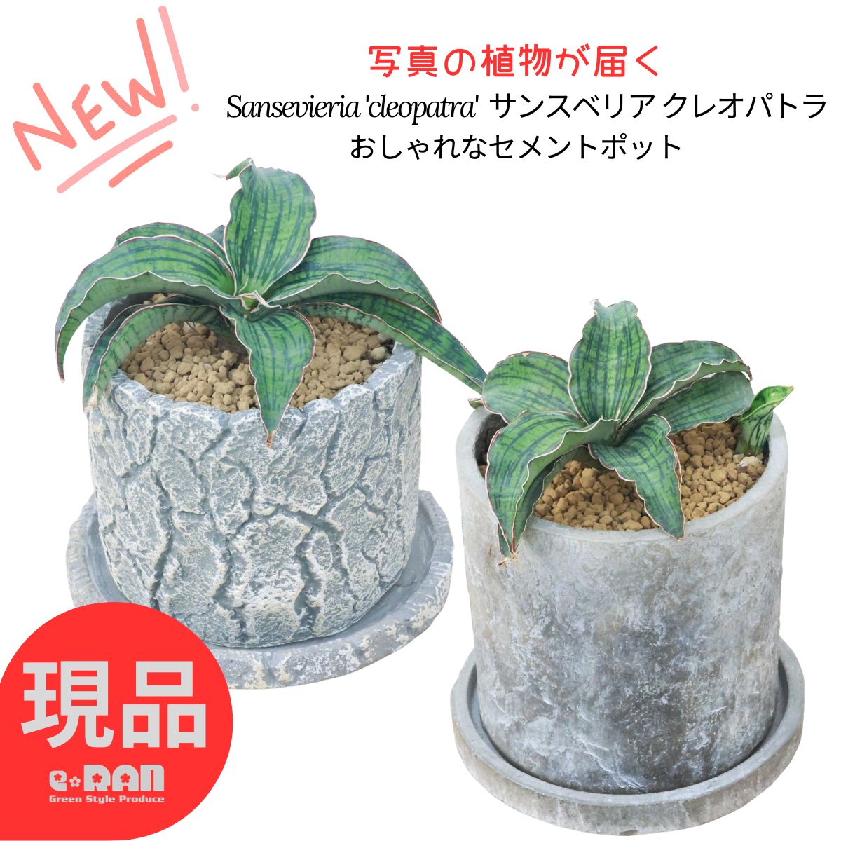 乐天商城 - サンスベリア クレオパトラ 子株付き 4号鉢 5号鉢 多肉植物 高さ約15〜25cm 選べる現品発送 希少 サンセベリア 観葉植物 ミニサイズ テーブルグリーン セメントポット コレクション株 厳選