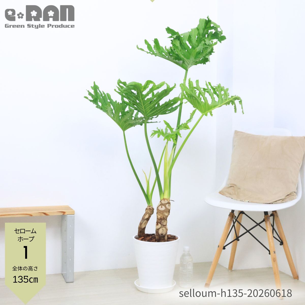 楽天市場】フィロデンドロン セローム（観葉植物｜花・観葉植物）：花