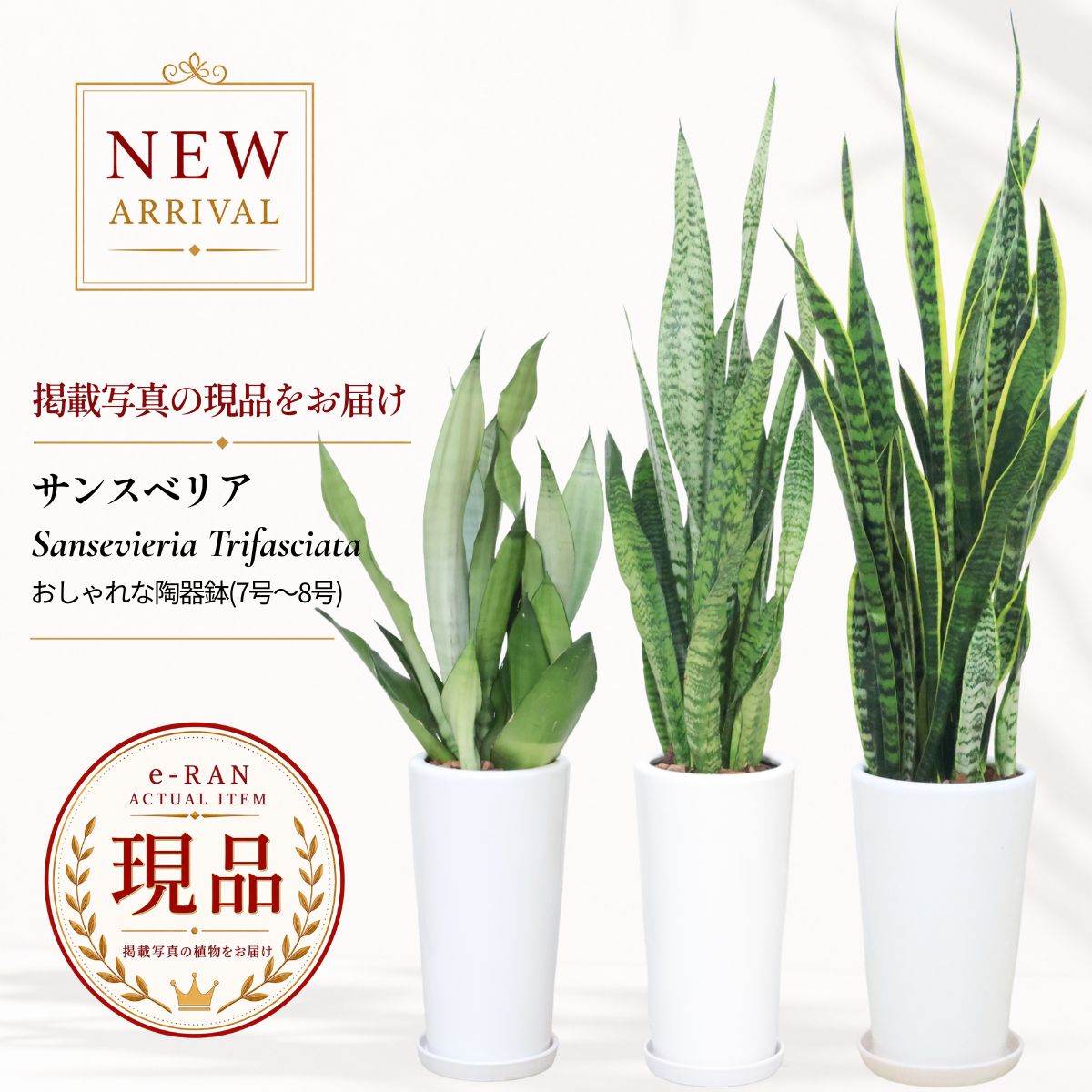 サンスベリア 観葉植物 多肉植物 品種選択可 8号鉢 高さ約70〜125cm 陶器鉢 選べる現品発送 厳選 希少品種 7号 ローレンティー ムーンシャイン ゼラニカ ブラックタイガー シルバーミスト