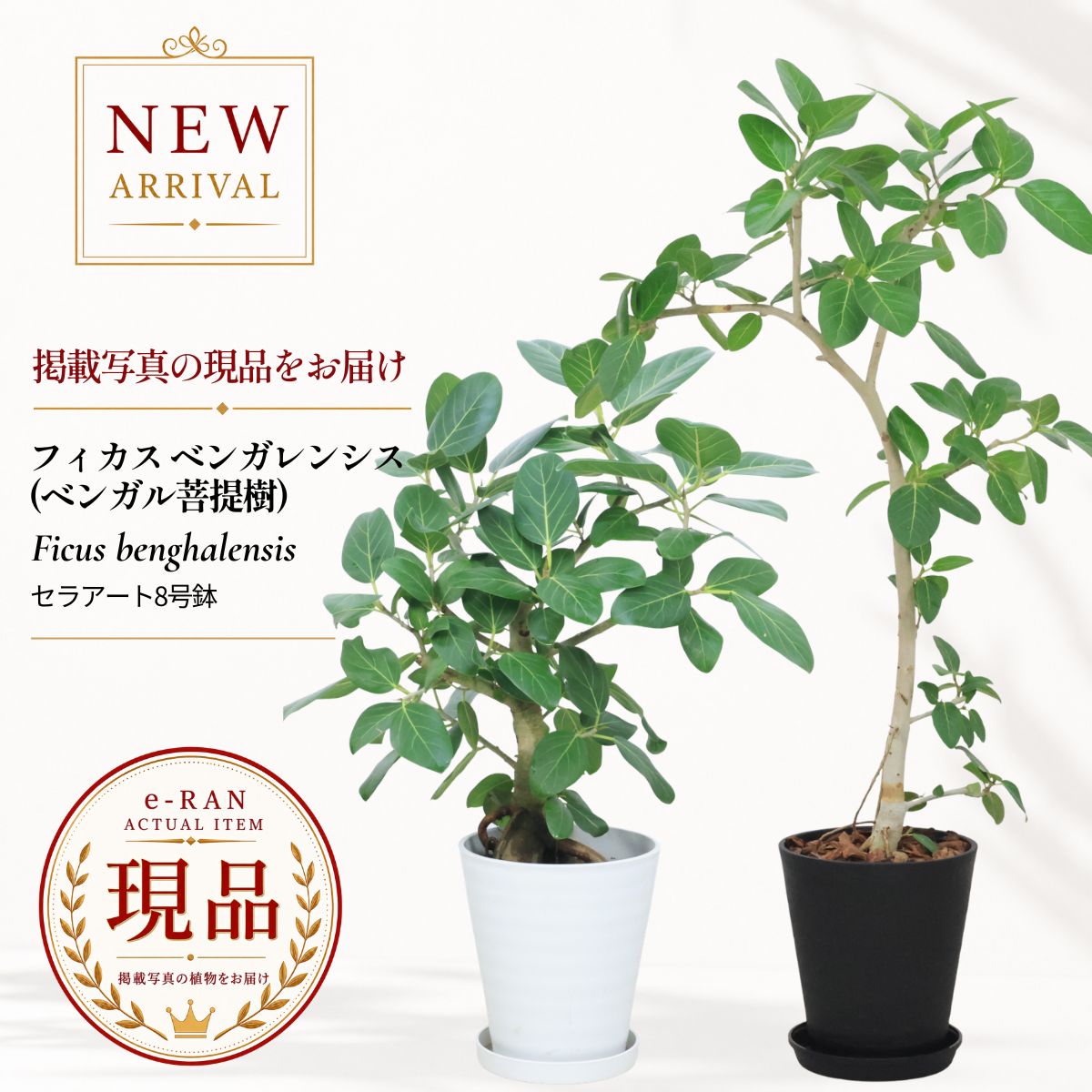楽天市場】フィカス ベンガレンシス 8号の通販