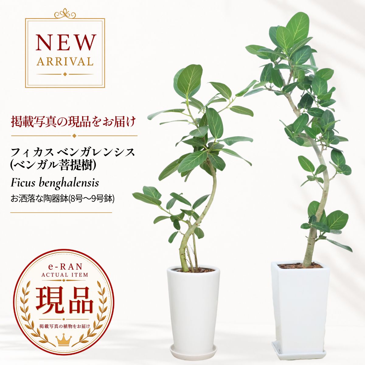 楽天市場】鑑賞木の通販