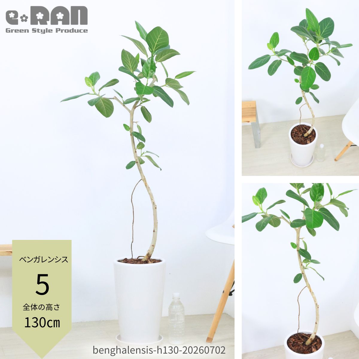 楽天市場】ゴムの木（高さ（植物）71 ～ 130.9cm）（観葉植物｜花 
