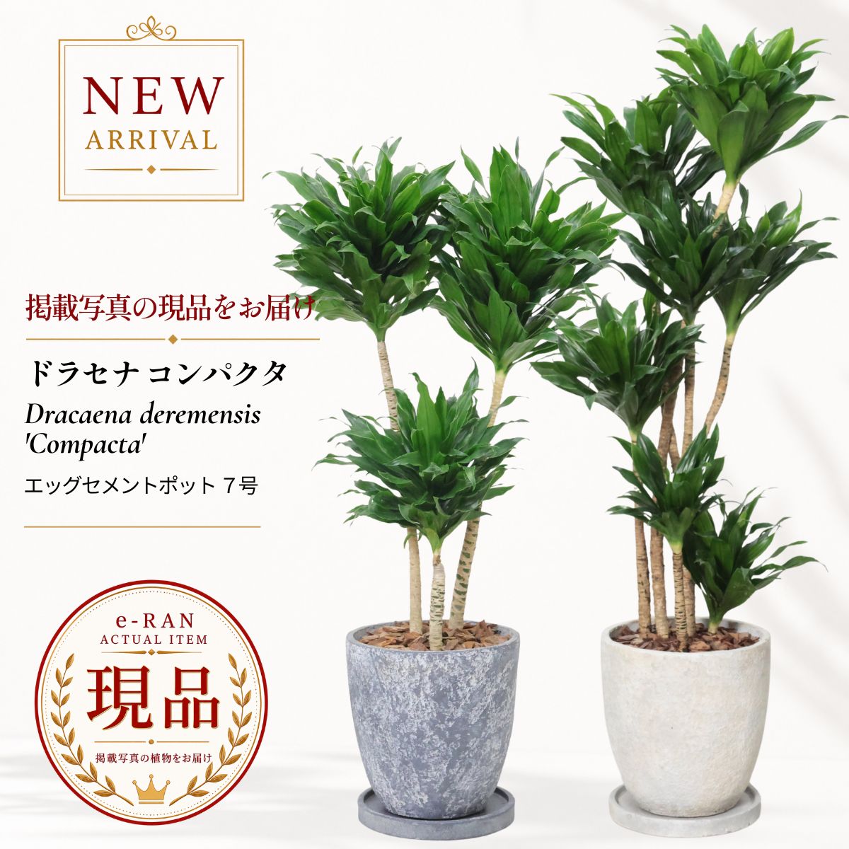楽天市場】ドラセナ コンパクタ（花・観葉植物｜花・ガーデン・DIY）の通販