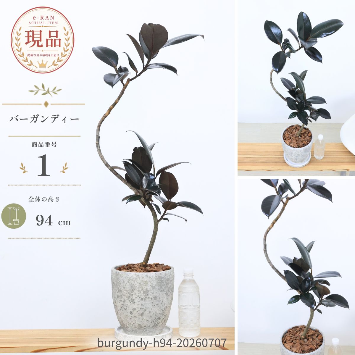 楽天市場】植物 7号 ゴムの木の通販