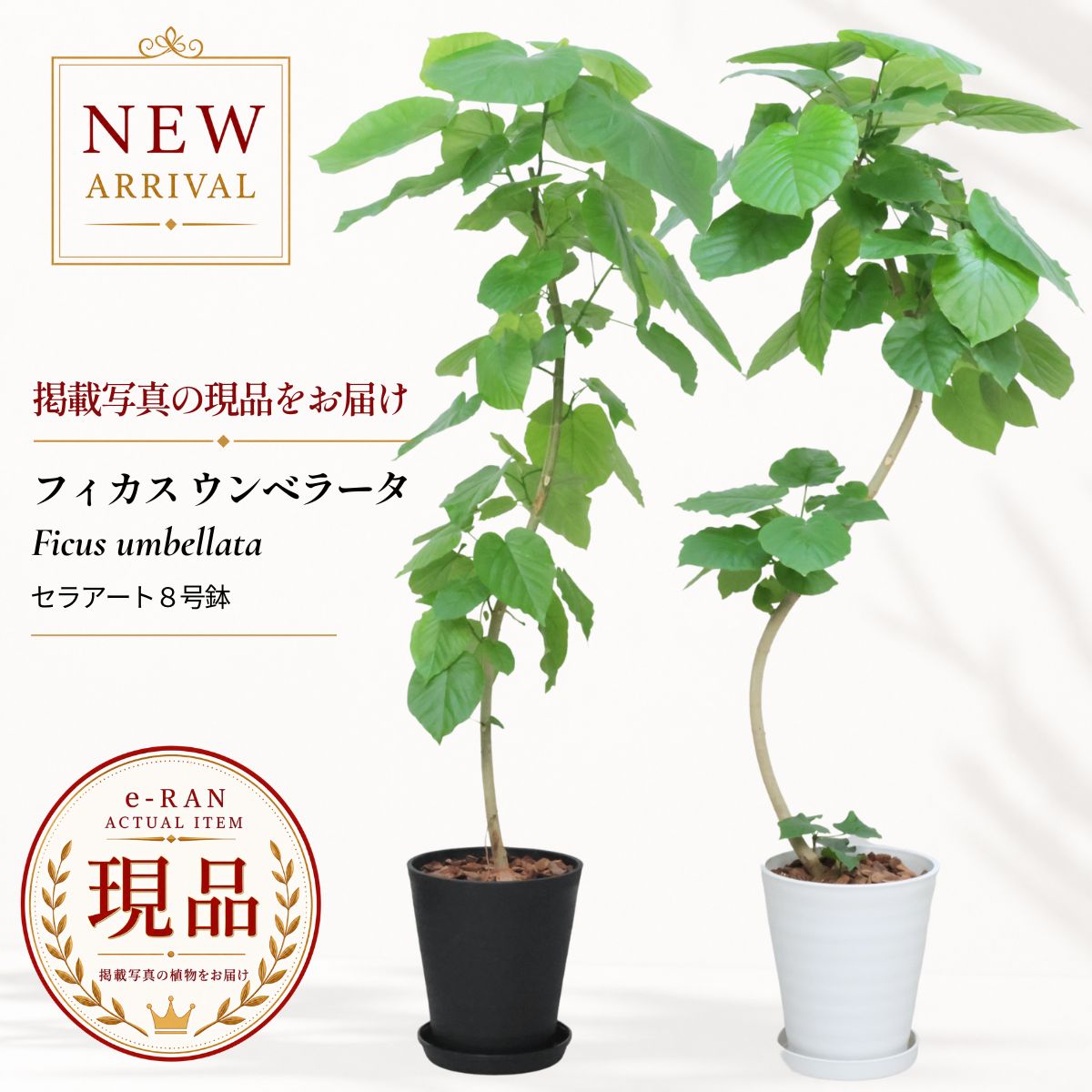 フィカス ウンベラータ 観葉植物 大型 8号鉢 セラアート鉢 高さ約125〜150cm 開店祝い 新築祝い 結婚祝い ギフト 選べる現品発送 曲がり樹形 自然樹形 シンボルツリー おしゃれ インテリア 育てやすい Ficus umbellata