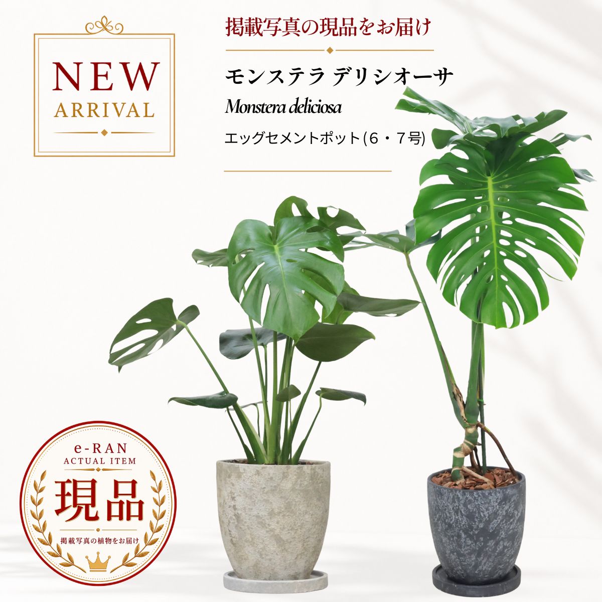 モンステラ デリシオーサ 観葉植物 6号 7号鉢 高さ約60〜110cm 選べる現品発送 エッグセメントポット仕立 　Monstera deliciosa デリキオサ デリキオーサ デリシオサ 鳳来蕉 おしゃれ インテリア 厳選