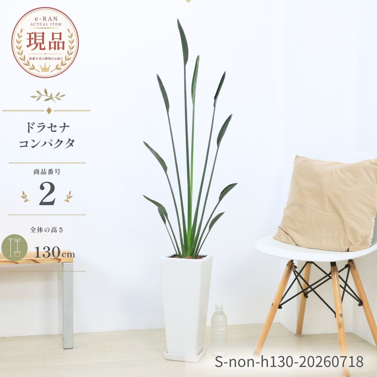 楽天市場】ストレリチア ノンリーフ（観葉植物｜花・観葉植物）：花