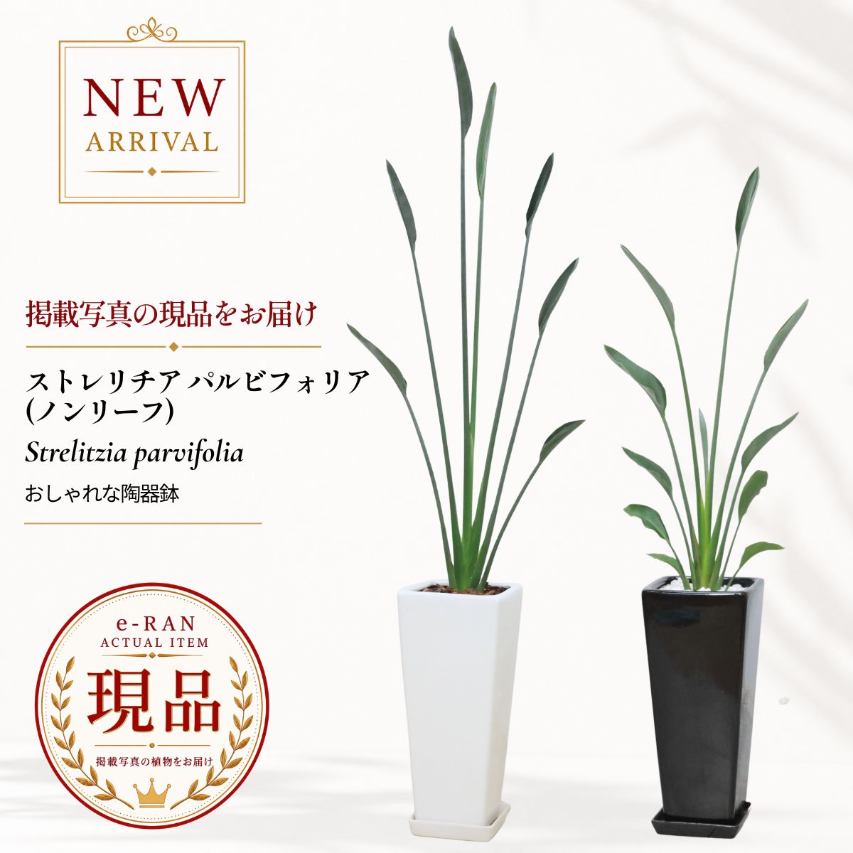 ストレリチア パルビフォリア ノンリーフ 観葉植物 高さ約100〜140cm 選べる現品発送 陶器鉢 希少 レア 新築祝い 開店祝い 開業祝い ギフト 鹿児島県産 1株 極楽鳥花 ゴクラクチョウカ