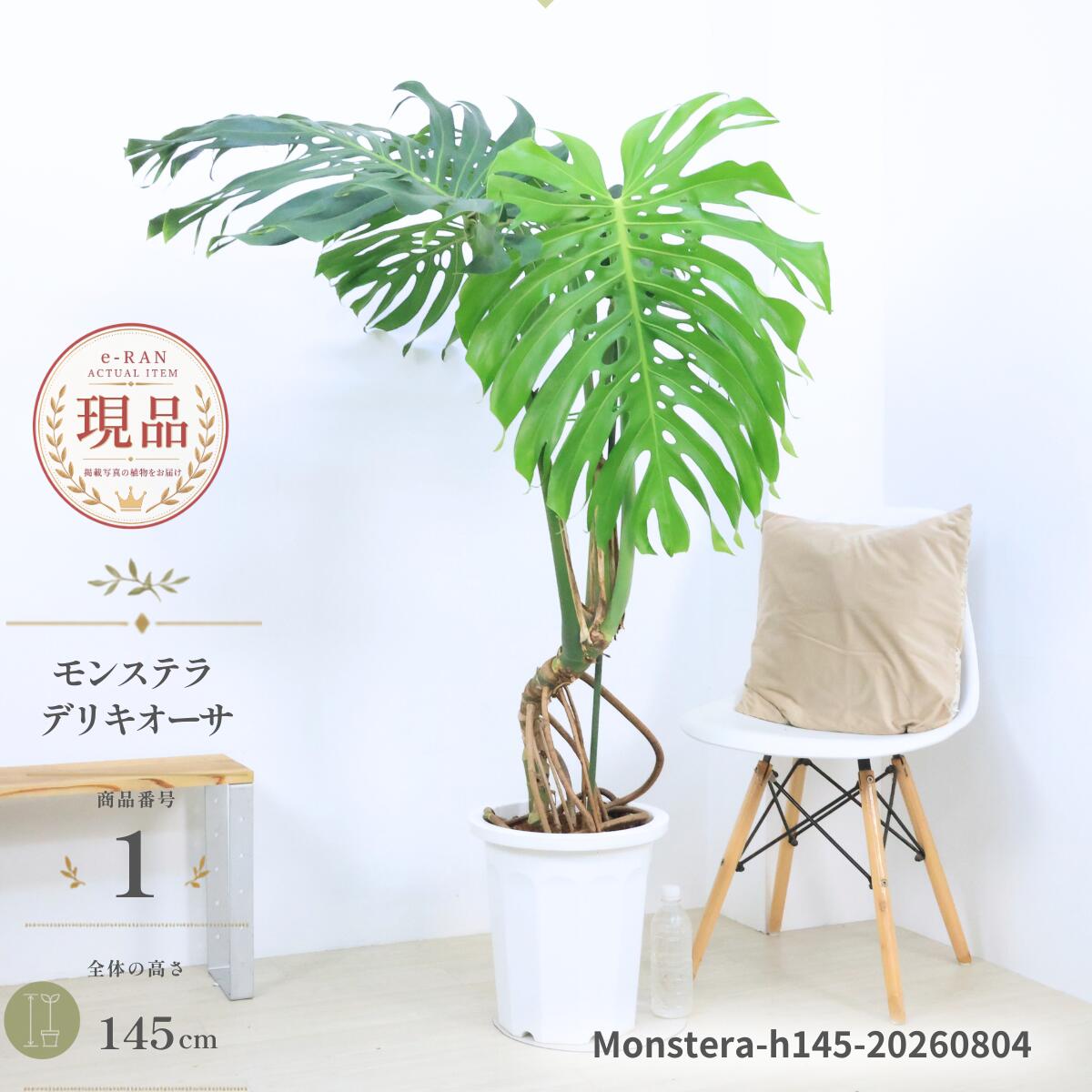 大型　根上がりモンステラ　10号　バルーン陶器鉢　植え込み発送 楽天市場】観葉植物 モンステラ 10号の通販